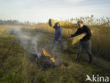 Riet (Phragmites australis)