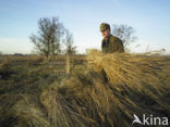 Riet (Phragmites australis)