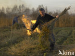 Riet (Phragmites australis)