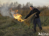 Riet (Phragmites australis)