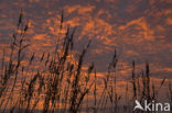 Riet (Phragmites australis)
