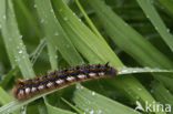 The Drinker (Euthrix potatoria)