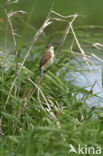 Sedge Warbler (Acrocephalus schoenobaenus)
