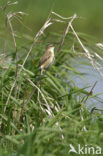 Sedge Warbler (Acrocephalus schoenobaenus)