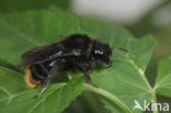 Rode koekoekshommel (Bombus rupestris) 