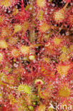 Ronde zonnedauw (Drosera rotundifolia) 