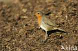 European Robin (Erithacus rubecula)