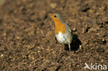 European Robin (Erithacus rubecula)