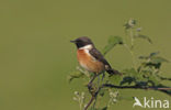 Roodborsttapuit (Saxicola rubicola)