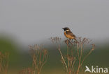 Stonechat (Saxicola rubicola)