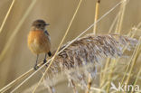 Roodborsttapuit (Saxicola rubicola)