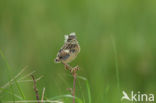 Roodborsttapuit (Saxicola rubicola)