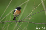 Roodborsttapuit (Saxicola rubicola)