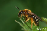 Roodbruine groefbij (Lasioglossum xanthopus) 