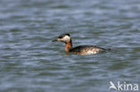 Roodhalsfuut (Podiceps grisegena) 