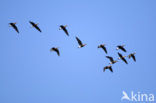 Roodhalsgans (Branta ruficollis) 