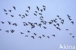 Roodhalsgans (Branta ruficollis) 