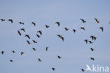 Roodhalsgans (Branta ruficollis) 