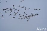 Roodhalsgans (Branta ruficollis) 