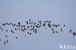 Roodhalsgans (Branta ruficollis) 