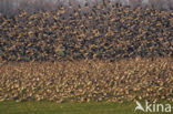 Roodhalsgans (Branta ruficollis) 