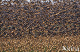 Roodhalsgans (Branta ruficollis) 