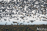 Roodhalsgans (Branta ruficollis) 