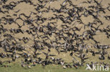 Roodhalsgans (Branta ruficollis) 