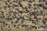 Roodhalsgans (Branta ruficollis) 