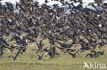 Roodhalsgans (Branta ruficollis) 