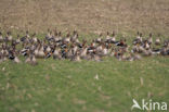 Roodhalsgans (Branta ruficollis) 