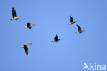 Roodhalsgans (Branta ruficollis) 