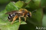 Roodpotige groefbij (Halictus rubicundus)