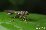 Roodsprietbronzwever (Sphegina nigra