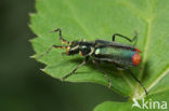 Roodtipbasterdweekschild (Malachius bipustulatus)