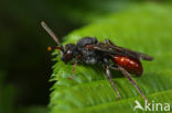 Roodzwarte dubbeltand (Nomada fabriciana)