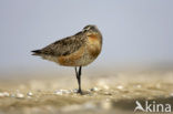 Bar-tailed Godwit (Limosa lapponica)