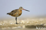 Bar-tailed Godwit (Limosa lapponica)