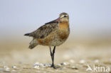 Bar-tailed Godwit (Limosa lapponica)