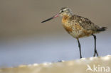 Bar-tailed Godwit (Limosa lapponica)