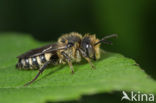 Rosse kegelbij (Coelioxys rufescens) 