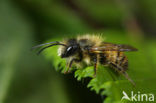 Rosse metselbij (Osmia rufa)