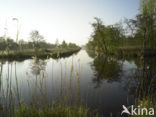 Rottige Meente