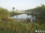 Rottige Meente