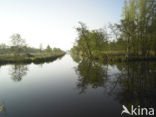 Rottige Meente
