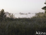 Rottige Meente