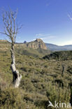 Salto de Roldan 