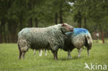 Sheep (Ovis domesticus)