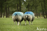Sheep (Ovis domesticus)