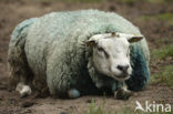 Schaap (Ovis domesticus)